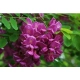 AKACJA ROBINIA na pniu szczepiona miododajna oryginał - sadzonki 140 / 160 cm